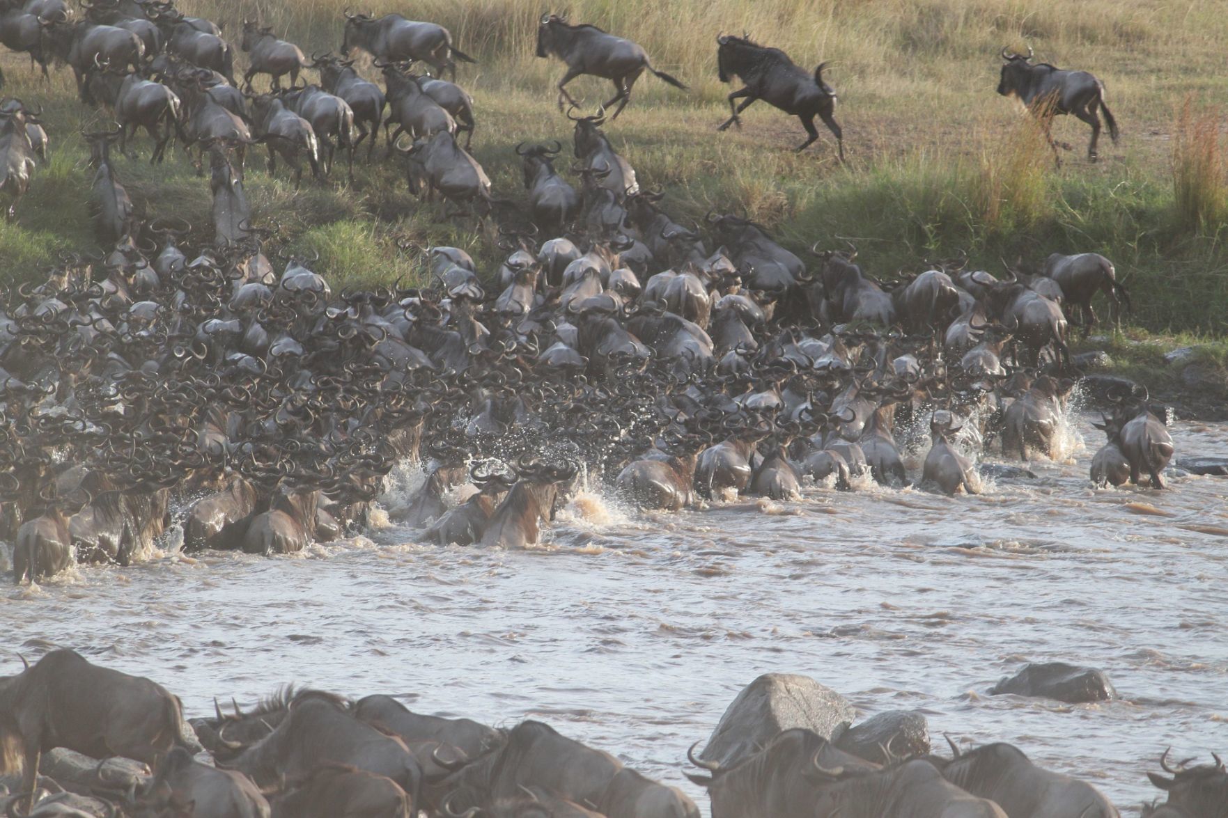 Wildebeest migration